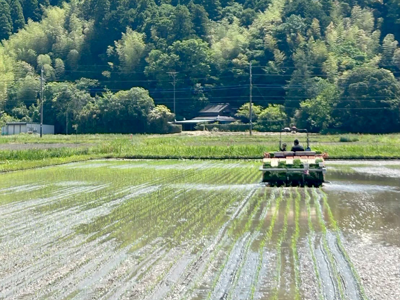 田植え